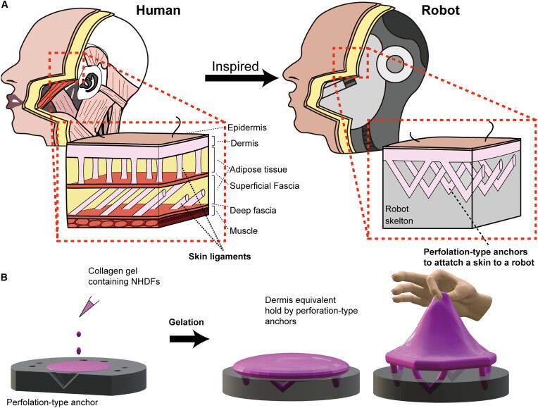 As in the movie ''Alien'': Japanese scientists have created a robot with human skin. Impressive photos and videos