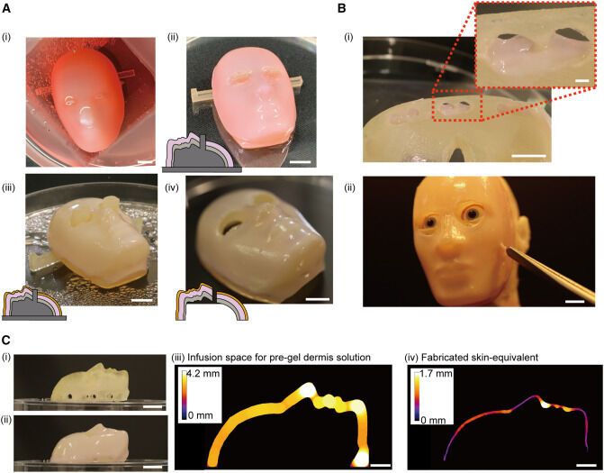 As in the movie ''Alien'': Japanese scientists have created a robot with human skin. Impressive photos and videos