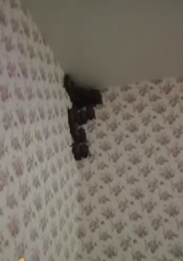 More than 350 bats attack an apartment in Kyiv. Video