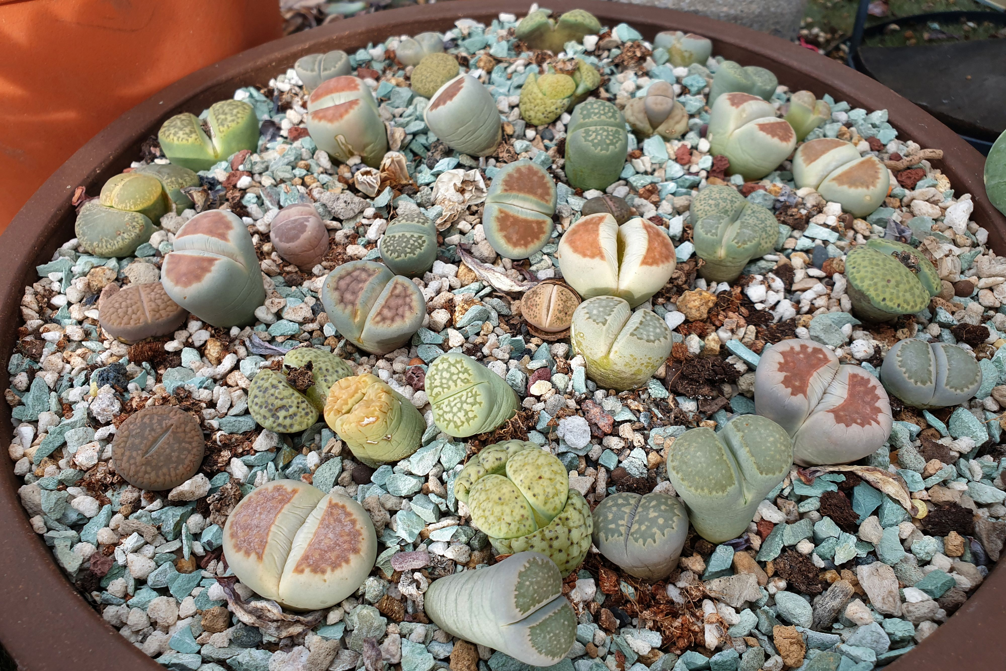 ''Living stones'' that will decorate your home: how to grow lithops yourself