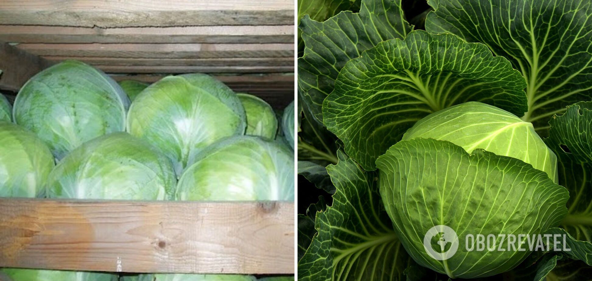 Cabbage can be stored in boxes with sand