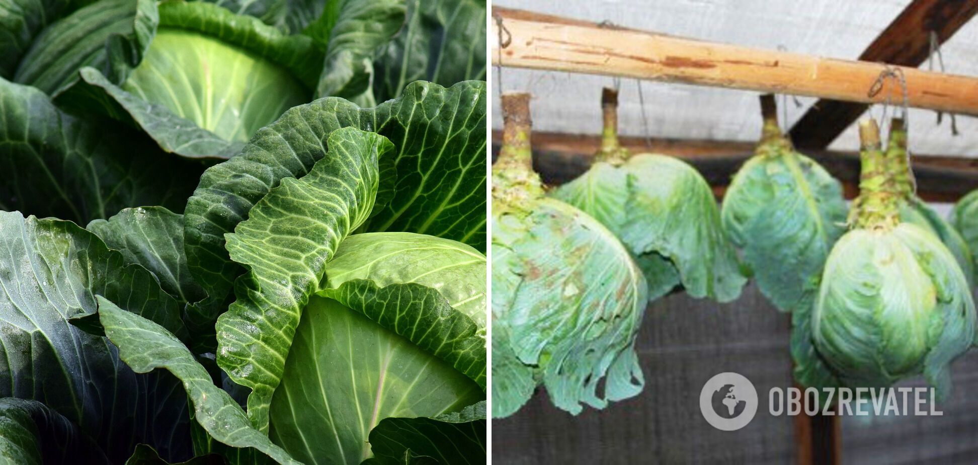 Kale can be hung in the pantry