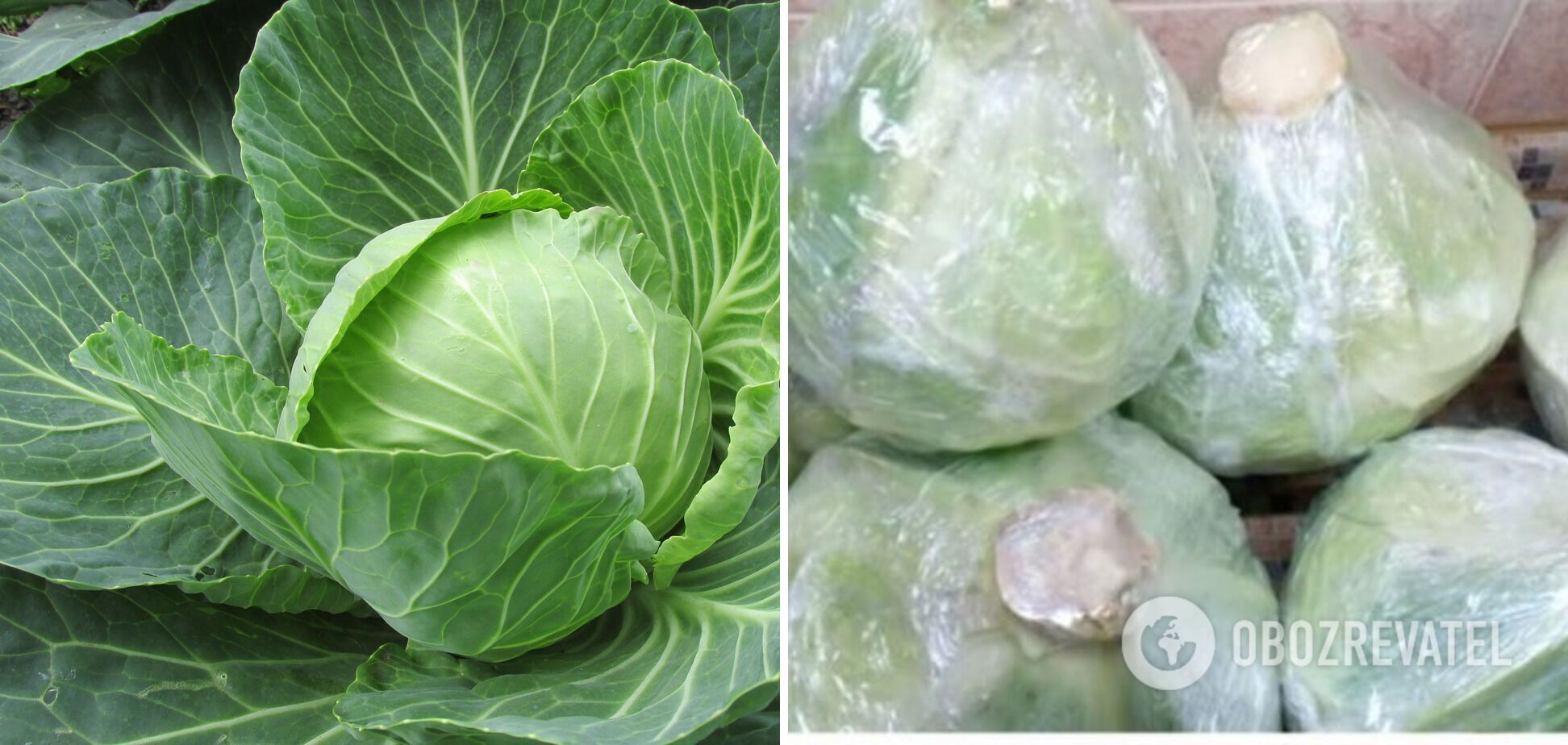 Cling film will help keep cabbage fresh