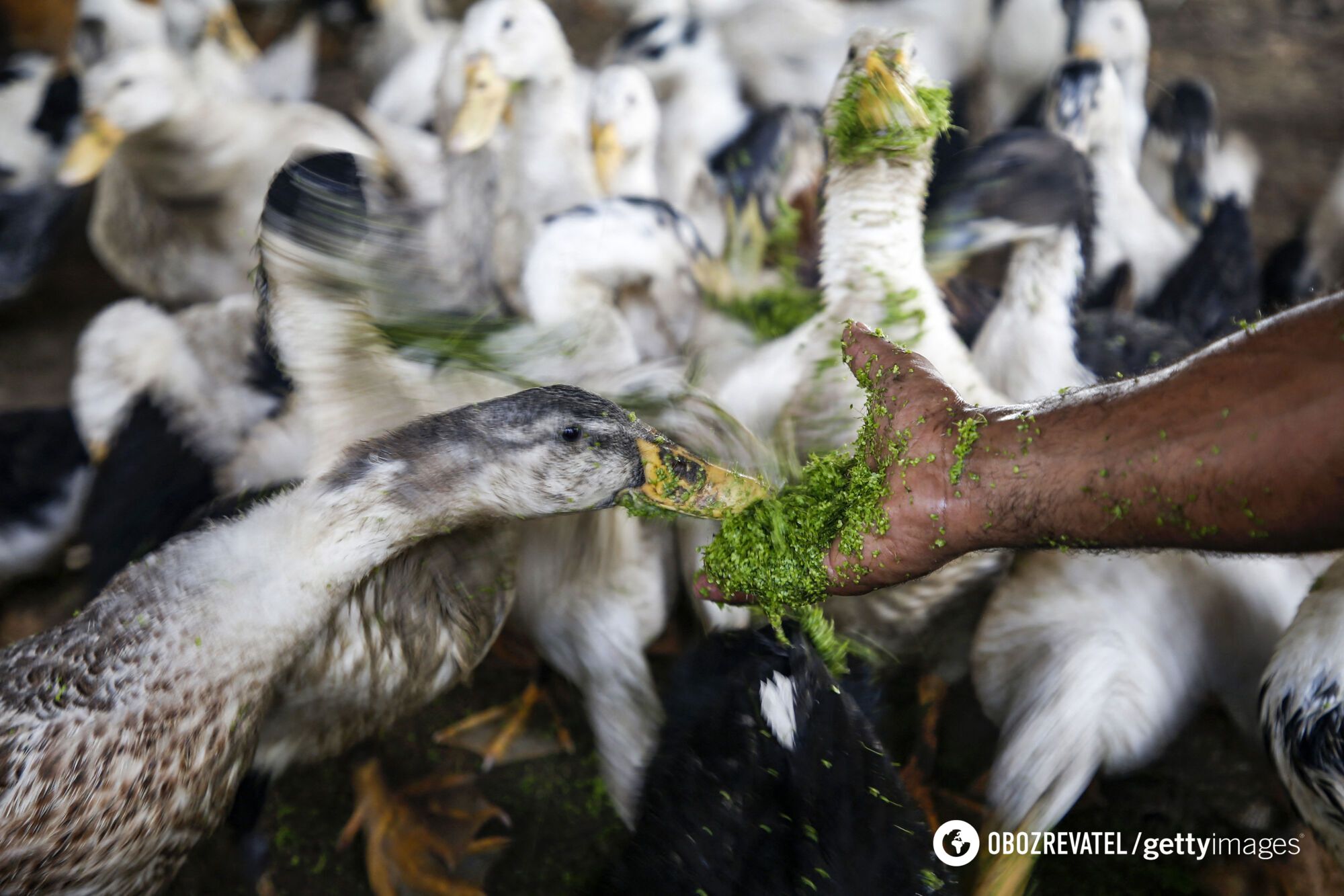 Meat from the laboratory, salad made of worms and ants. What will food look like in 30 years and what is a ''superfood''?