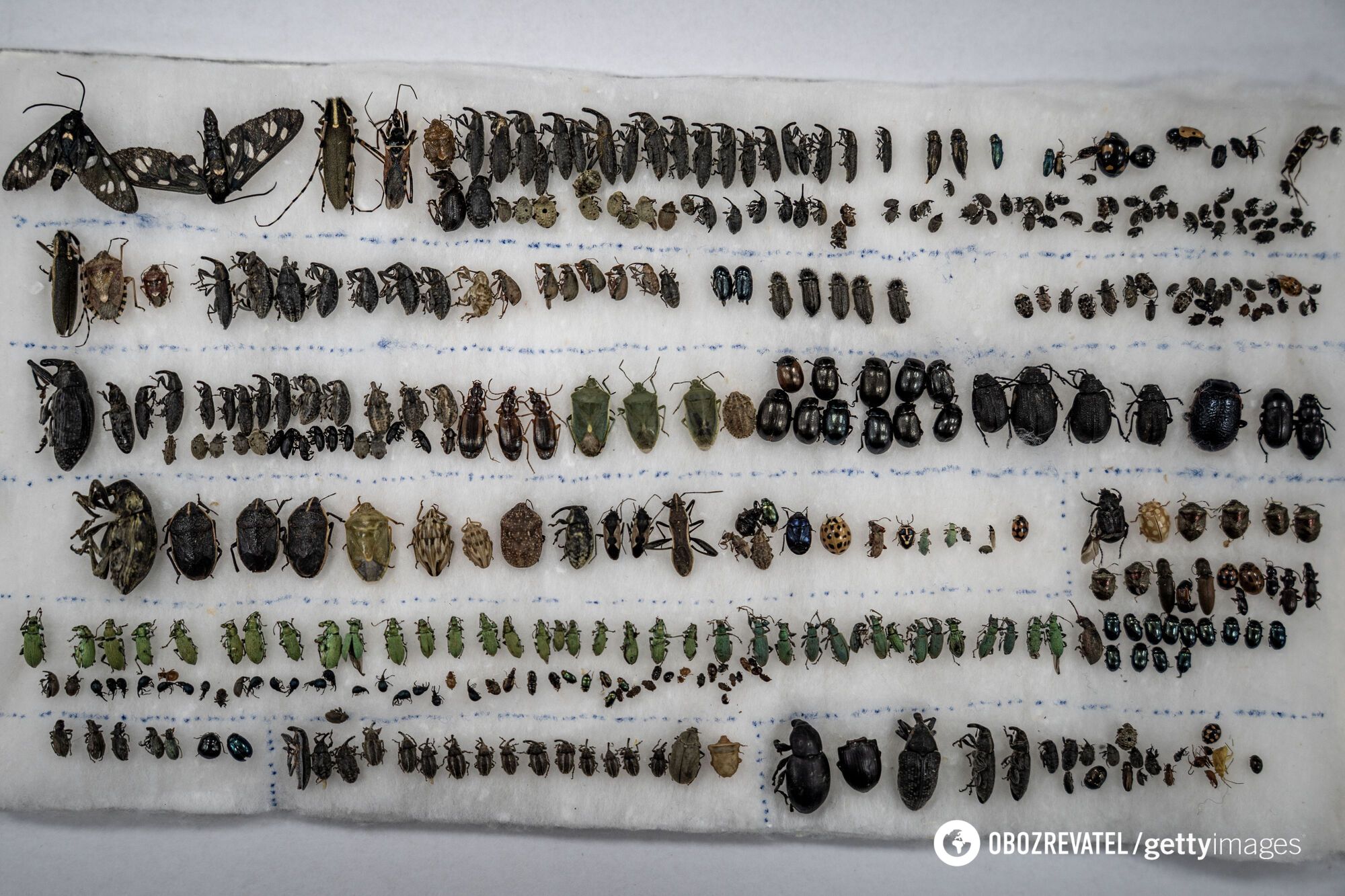 Meat from the laboratory, salad made of worms and ants. What will food look like in 30 years and what is a ''superfood''?