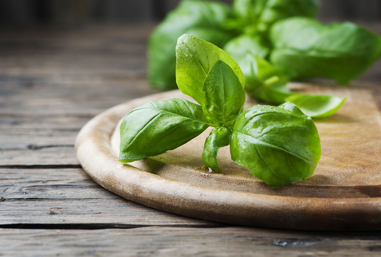 Basil: important health benefits revealed