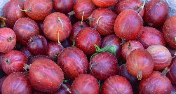How to properly boil healthy gooseberry jam for winter.