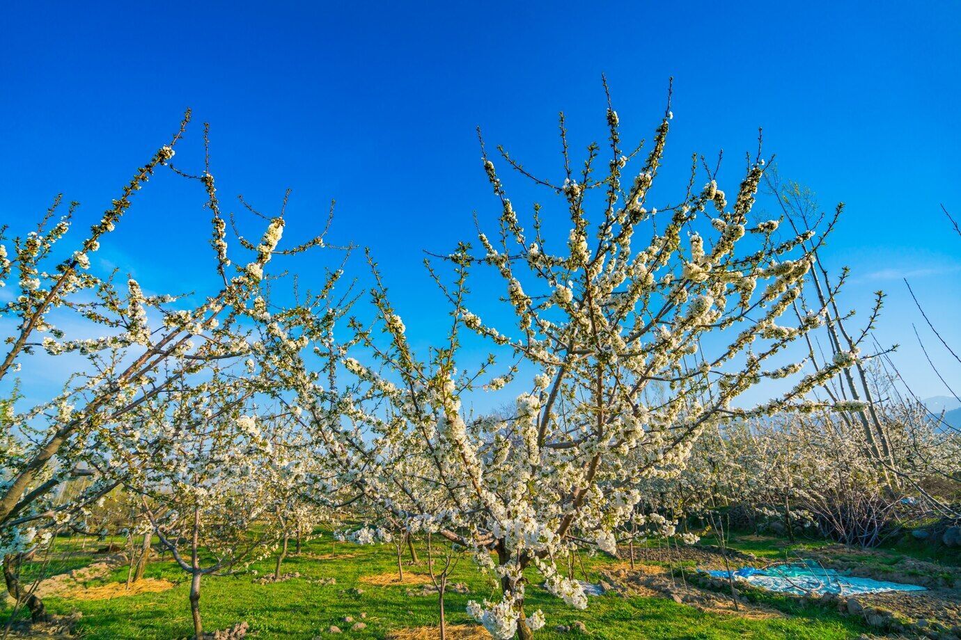 What to plant under an apricot so that the fruits are not wormy