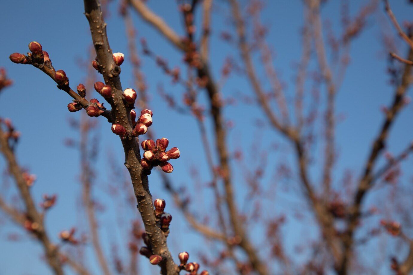 What to plant under an apricot so that the fruits are not wormy