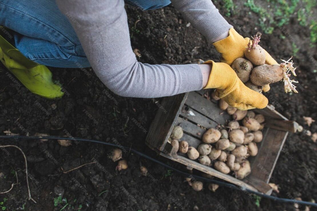 What to do if seed potatoes sprout ahead of time: explanation