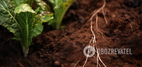 How to reduce soil acidity: most useful tips for vegetable gardeners