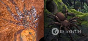 Fossils of an ancient 'giant' spider discovered in Australia: this photo will make you rejoice in the fact that it disappeared millions of years ago