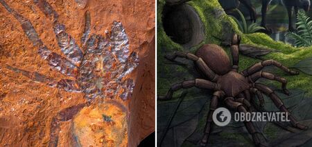 Fossils of an ancient 'giant' spider discovered in Australia: this photo will make you rejoice in the fact that it disappeared millions of years ago