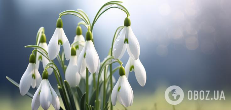 When to plant spring primroses: they will sprout as soon as the snow melts