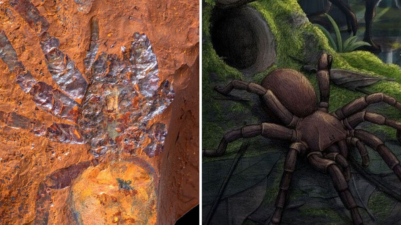 Fossils of an ancient "giant" spider discovered in Australia: this photo will make you rejoice in the fact that it disappeared millions of years ago