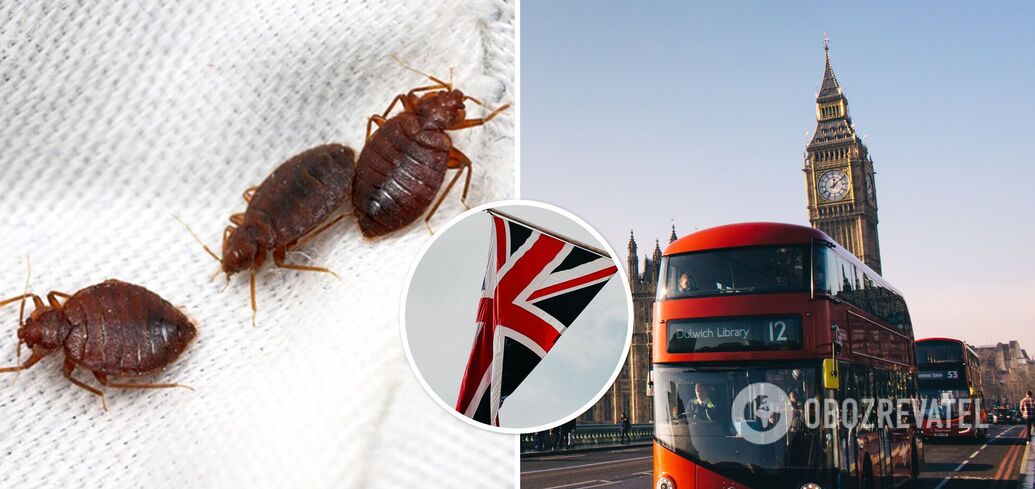 Bedbugs are attacking Europe parasites ''travel'' in suitcases and