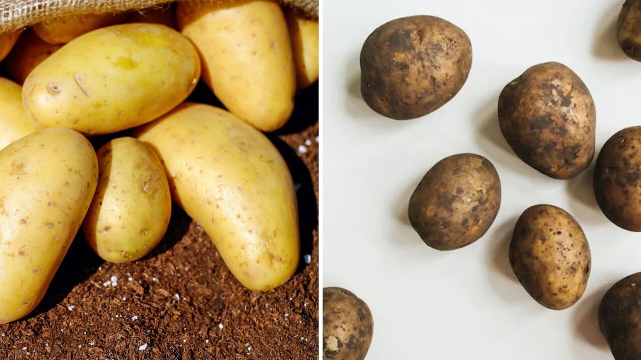 How to store potatoes in the apartment in winter