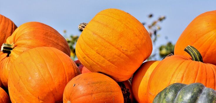 Nutritionist explains why pumpkin is healthy and why you should add it to the diet