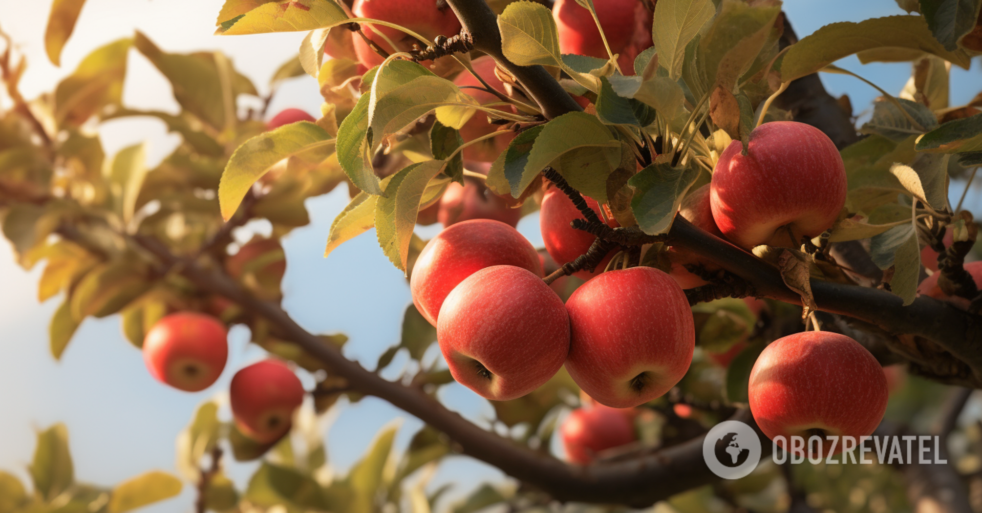 Stimulates growth and a better harvest: when to prune an apple tree