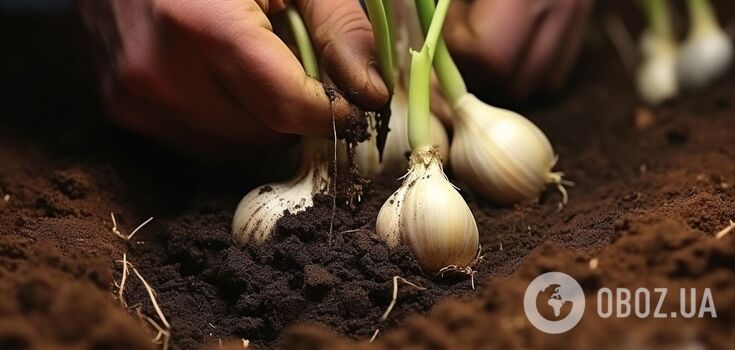 How to plant winter garlic to have bountiful harvest: auspicious days in 2023