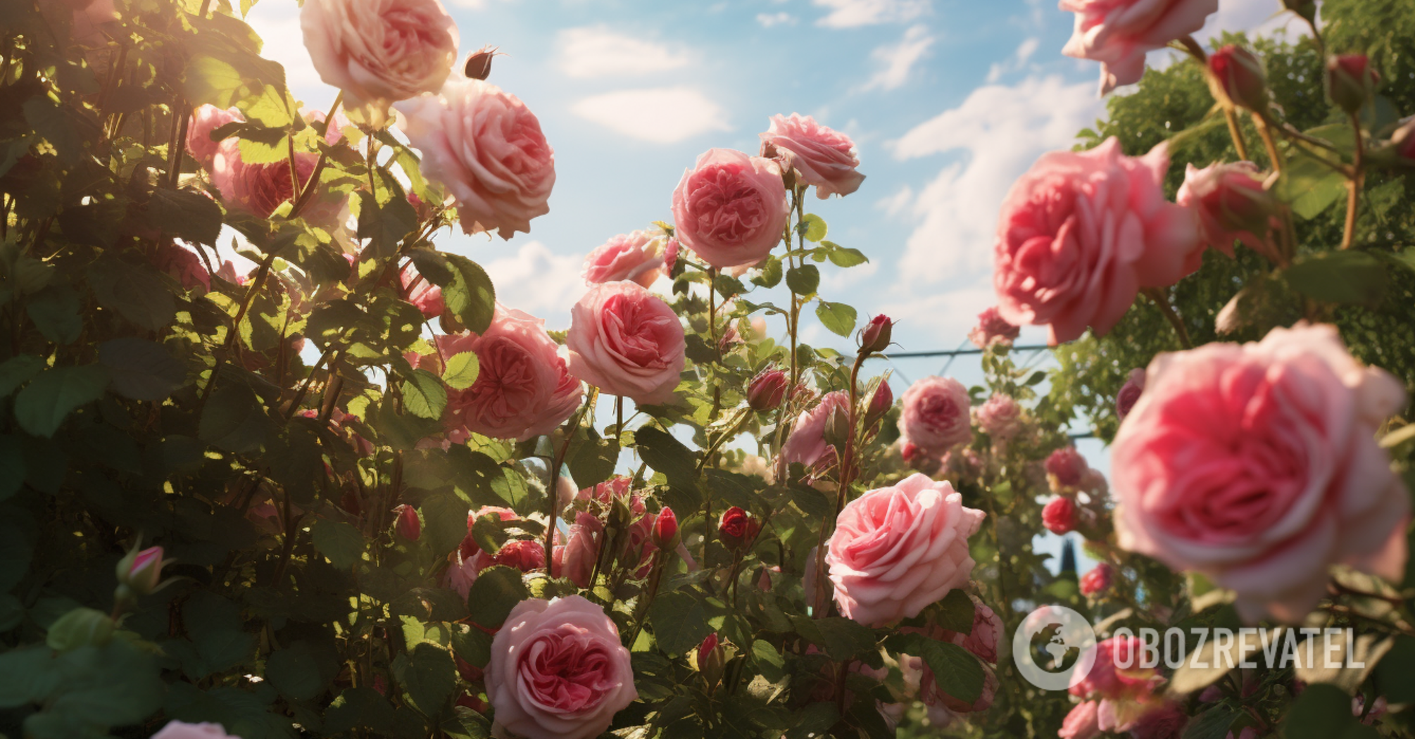 How to cover roses for the winter: what you need