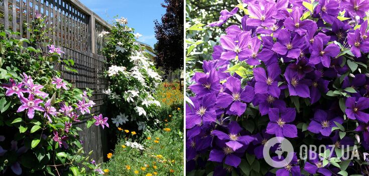 When and how to prune clematis: autumn tips