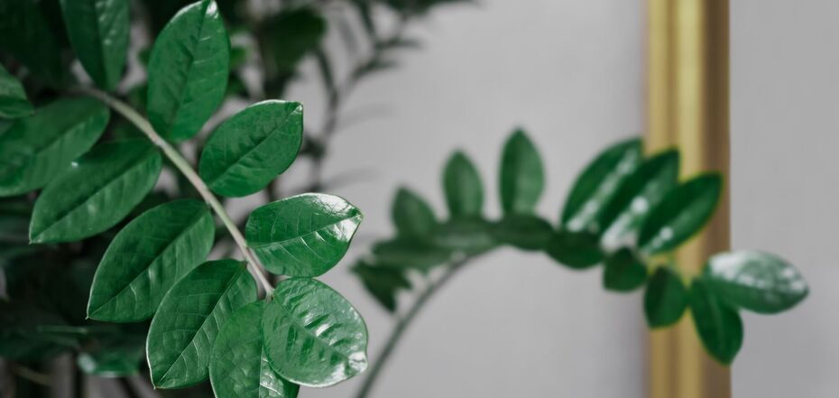 Замиокулькас и народные поверья