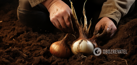Trzy zasady sadzenia cebuli jesienią: są stosowane przez doświadczonych ogrodników