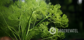 How to grow dill in the fall: the harvest will be in a few weeks