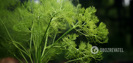 How to grow dill in the fall: the harvest will be in a few weeks