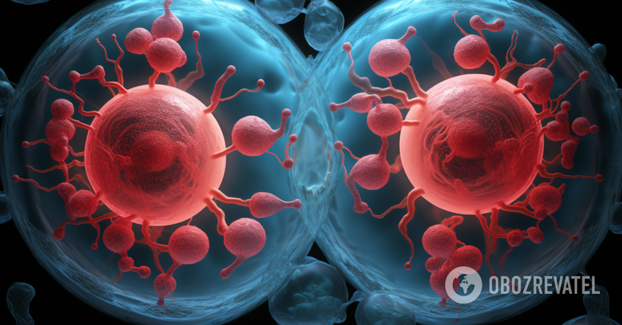 Scientists discover new organelle in the human body: what is its function