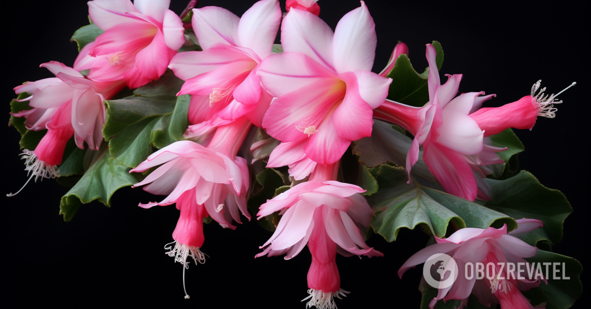Experts share tips to make Christmas cactus bloom