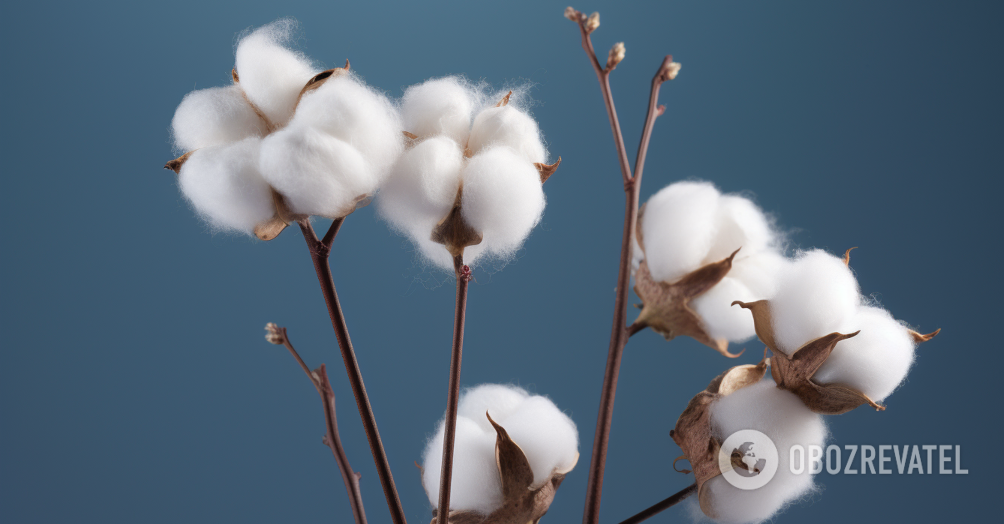 No more problems with choosing clothes: how to distinguish real cotton