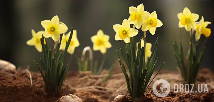 How to plant daffodils in the autumn: what conditions are needed