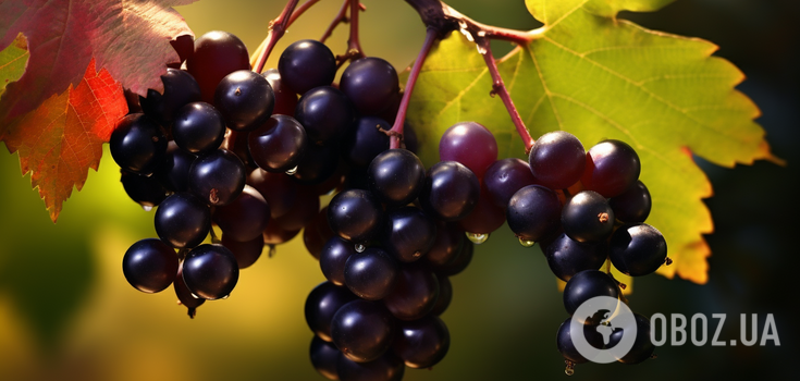 When to prune black currants to significantly improve harvest
