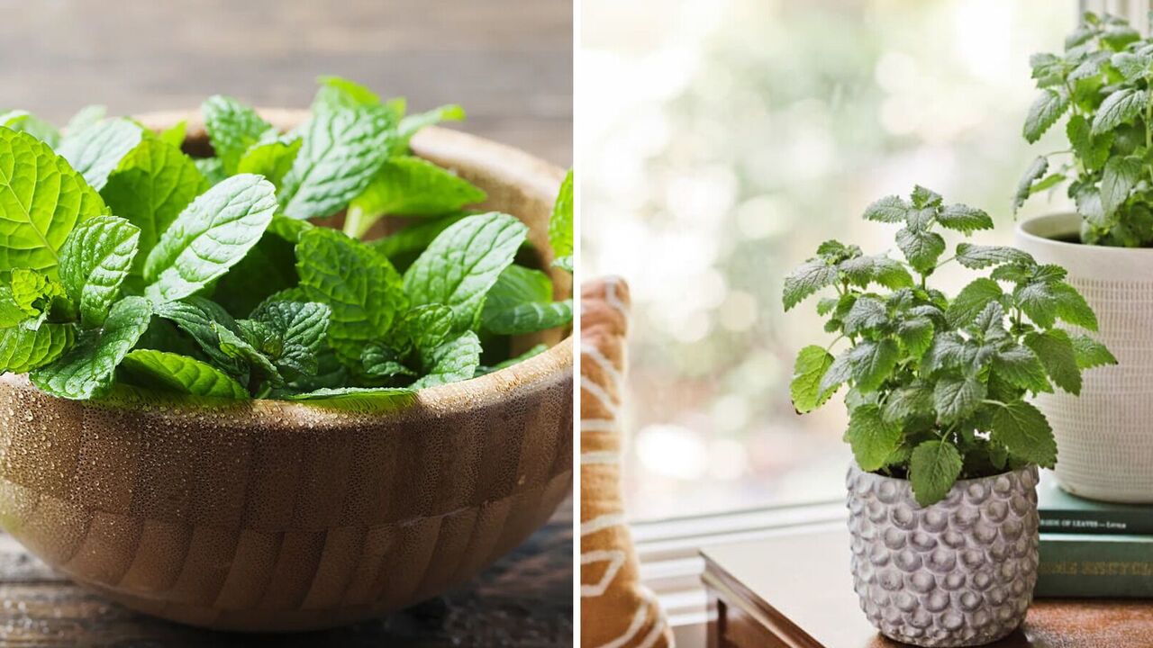 Why mint and molasses should be in every vegetable garden: five important pros