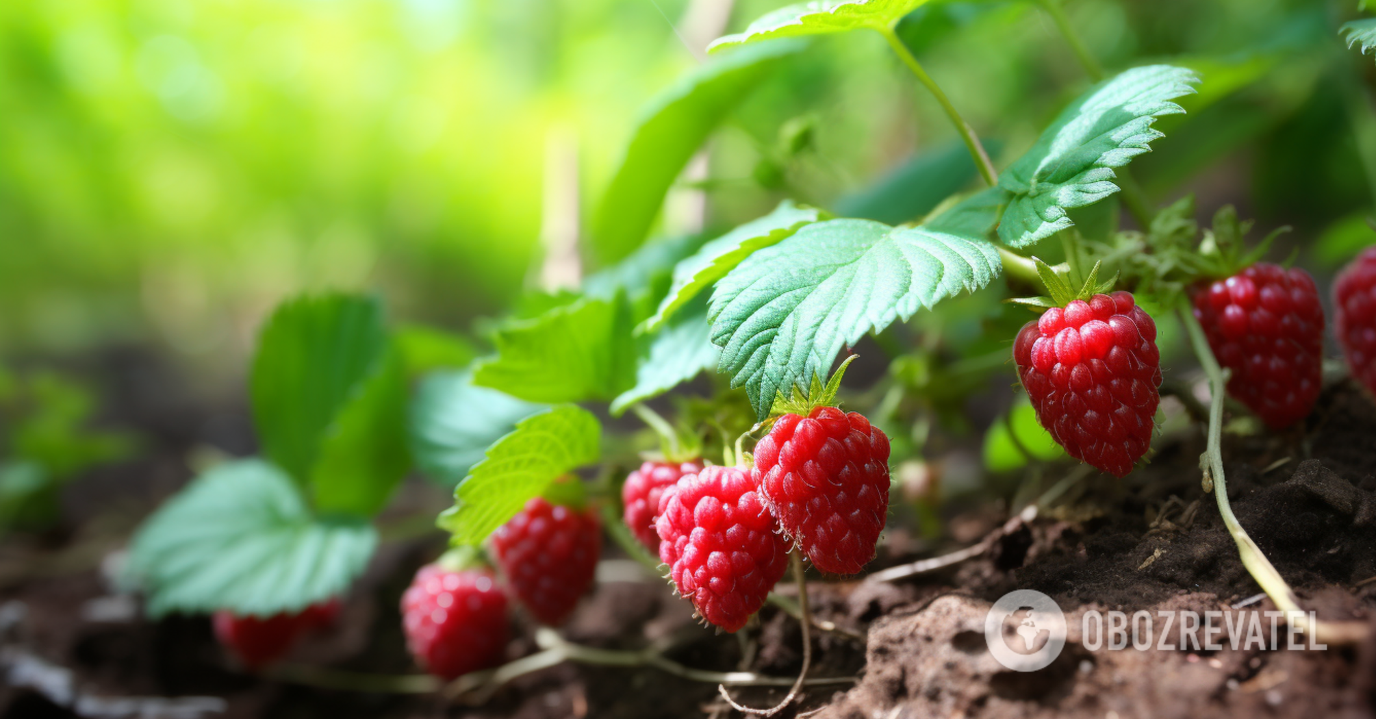 How to properly prune raspberries in the fall: the perfect method to prepare for winter