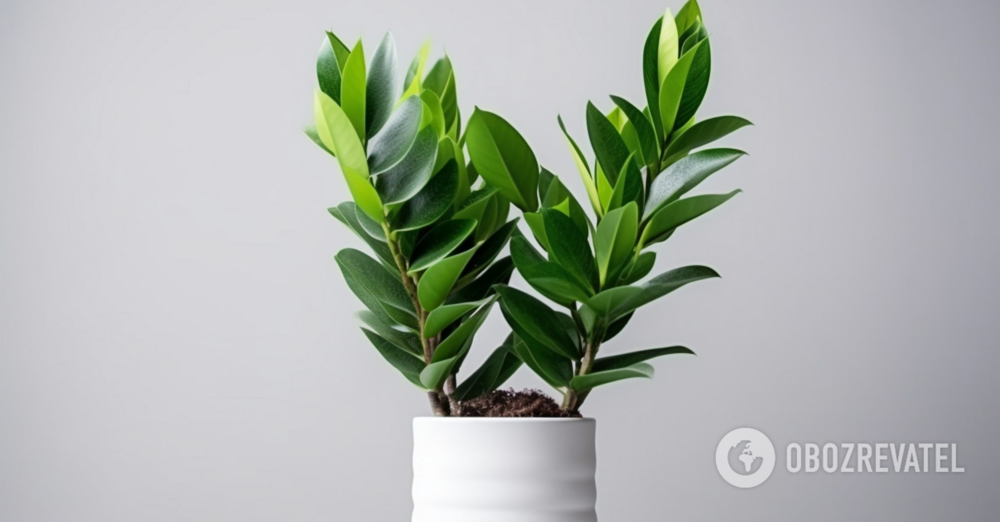 How to revitalize zamioculcas: tips to help grow giant plants