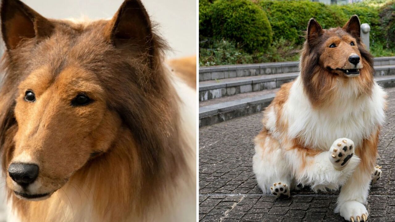 A man spent more than $15,000 to become a "dog". Photos and videos