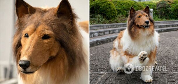 A man spent more than $15,000 to become a 'dog'. Photos and videos