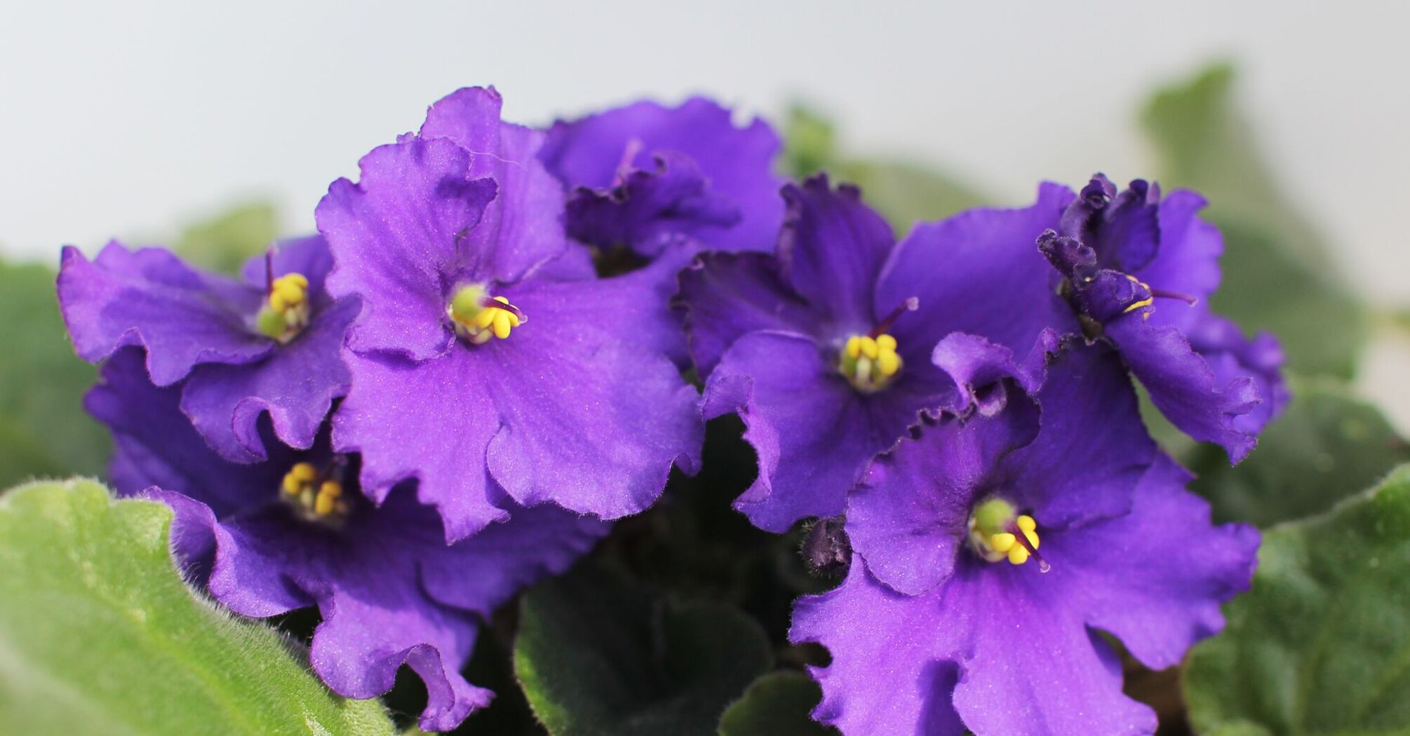 Почему не следует держать дома фиалки