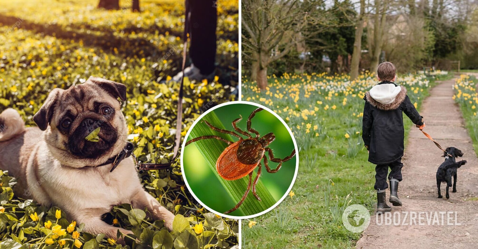 How to protect your dog from ticks: what to treat your pet with
