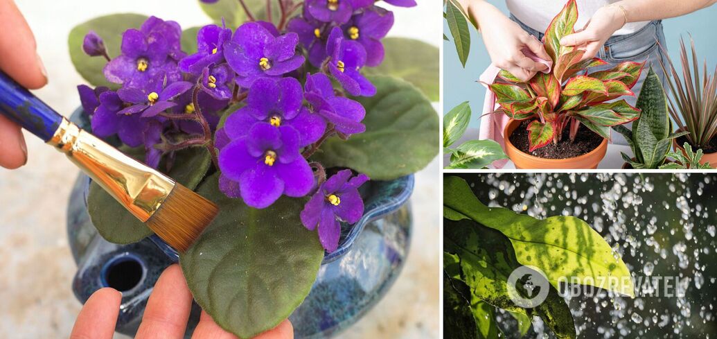 How to quickly and permanently remove dust on indoor flowers: a simple method