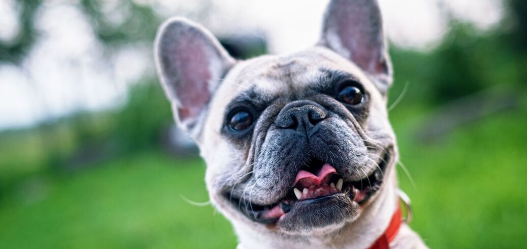 Особенности бульдогов