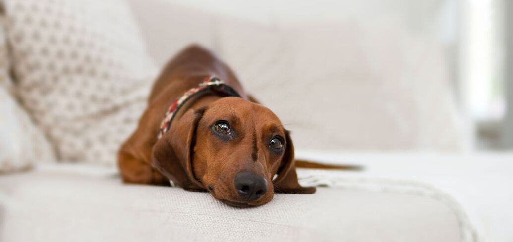 Несокрушимая верность и пристальный характер