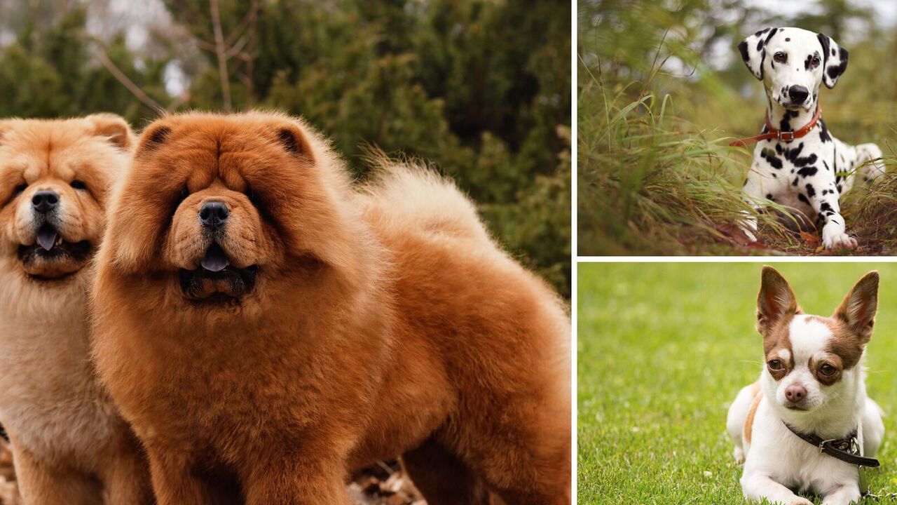 What dogs are not suitable for families with children: breeds with temperament