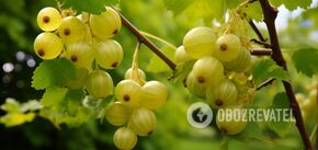 Yields three times as many berries: how to prune gooseberries correctly