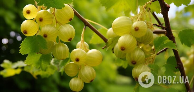 Yields three times as many berries: how to prune gooseberries correctly