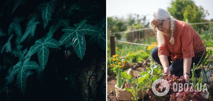 How to get rid of one of the most aggressive weeds in the garden: life hack