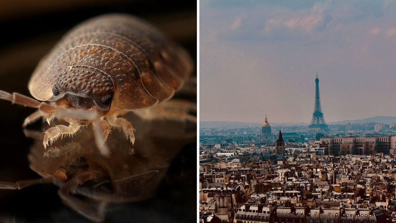 Paris has been attacked by bedbugs: they are crawling in public transportation, movie theaters, and hospitals. How France is solving the problem